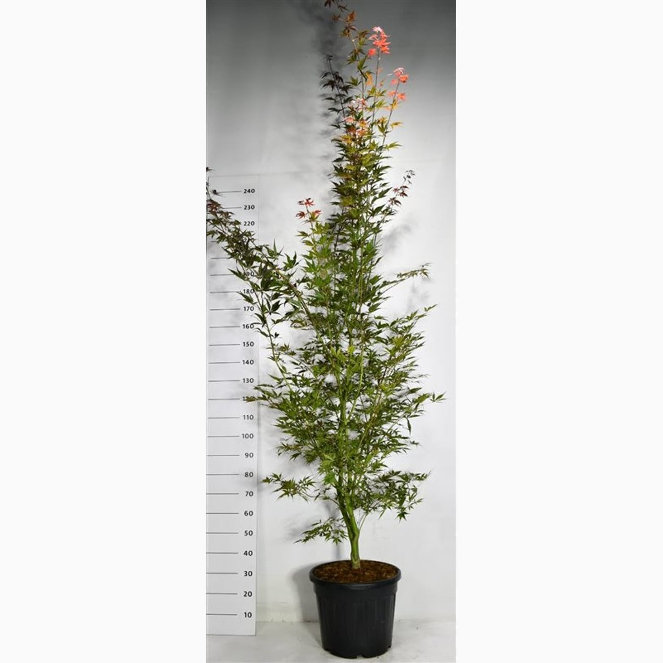 Japansk lönn – Acer pal. 'Sumi-nagashi' - C35 200-250 CM